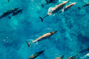 Hawaiian Sea Animals You Shouldn’t Miss | Best Tours & Tips