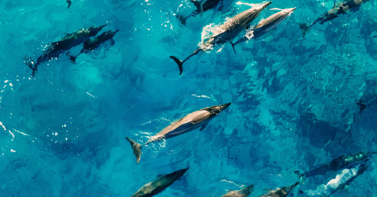 You are currently viewing Hawaiian Sea Animals You Shouldn’t Miss | Best Tours & Tips