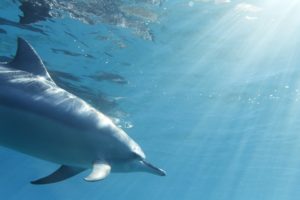 野生のイルカと泳ぐと恋をしたようにワクワク感覚になる❤︎