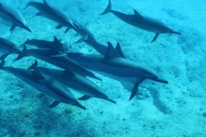 ハワイの楽園に潜む海洋ゴミ問題：私たちにできること