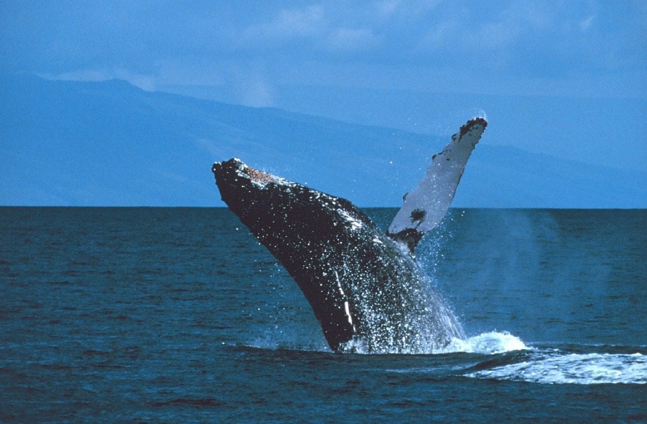 You are currently viewing Interesting Facts About Humpback Whales