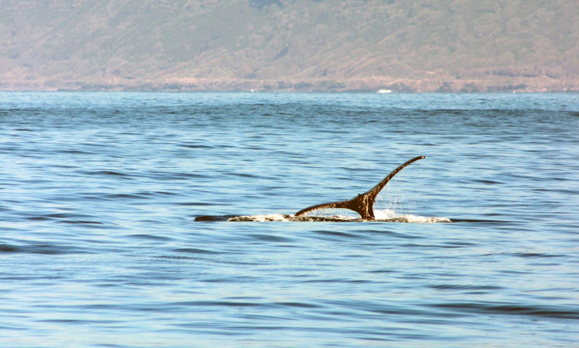 You are currently viewing ハワイ、オアフ島でクジラが見られるポイント