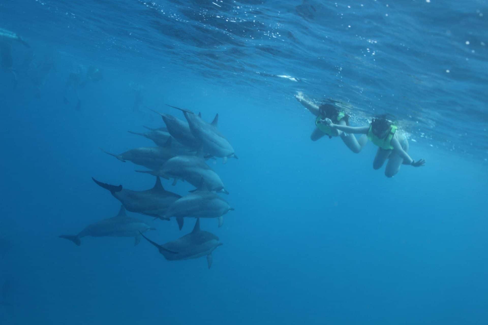 You are currently viewing 泳げなくても野生のイルカと泳ぐツアーに参加できるんですか？という質問について書きました。