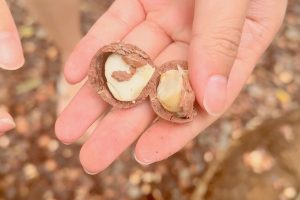 【ハワイ旅行おすすめスポット】トロピカルファームでマカダミアナッツ三昧！