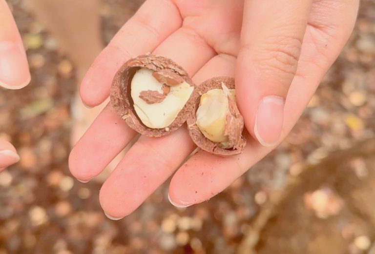 マカダミアナッツ