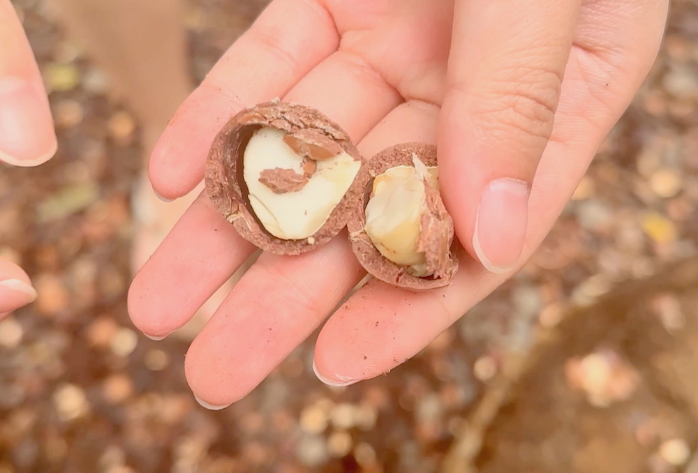 You are currently viewing 【ハワイ旅行おすすめスポット】トロピカルファームでマカダミアナッツ三昧！