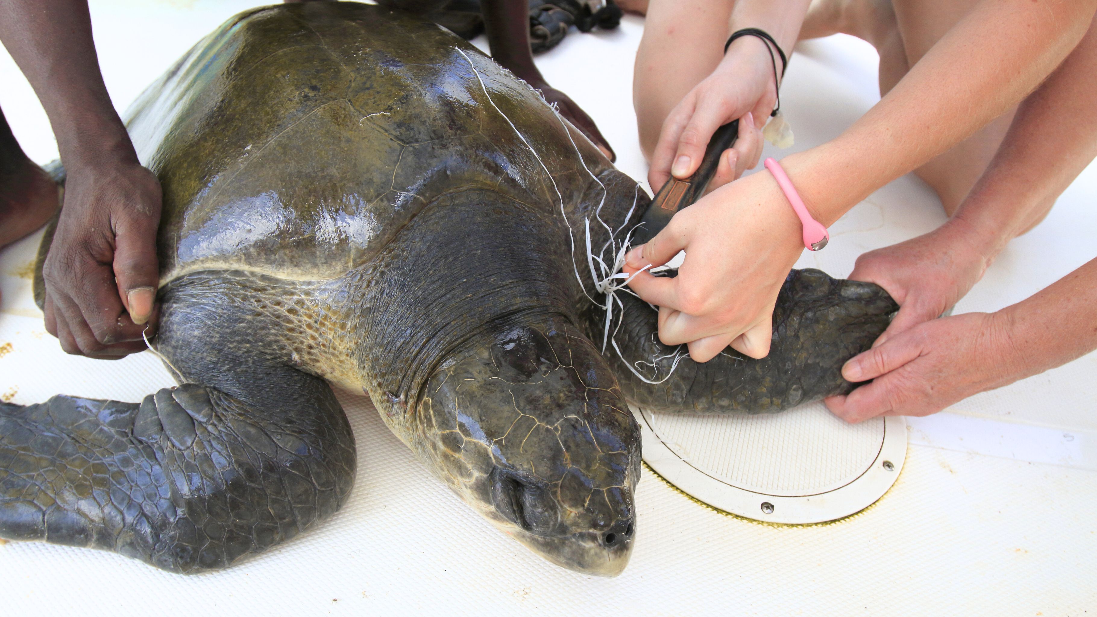 You are currently viewing How to Help Save Sea Turtles: 5 Easy Ways to Make a Difference 🌏