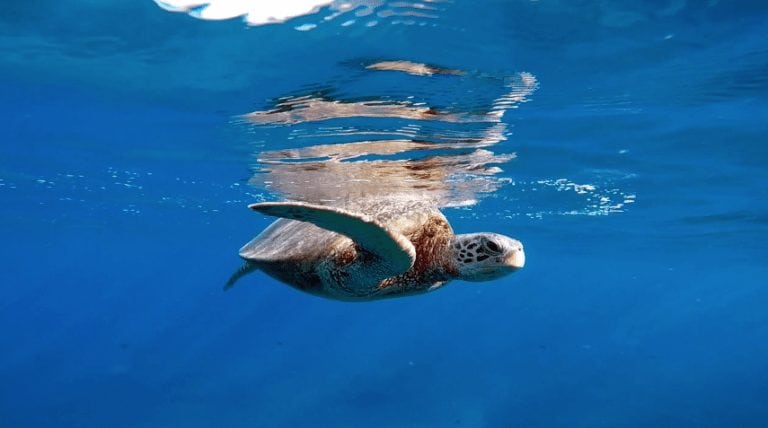 hawaii turtles