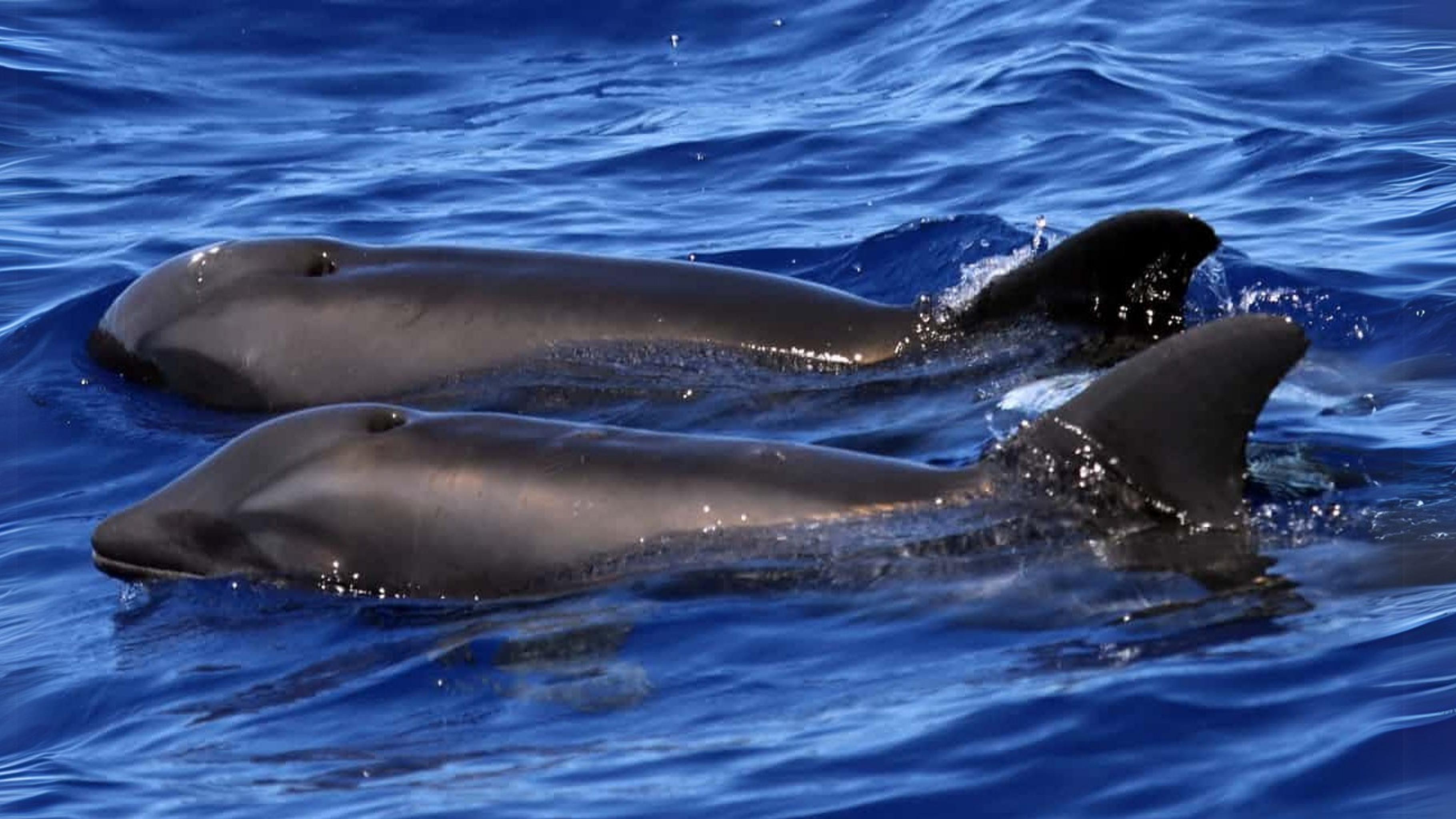 You are currently viewing Rare Dolphin Hybrid Spotted in Hawaii: Killer Whale and Dolphin Mix Confirmed 🐬