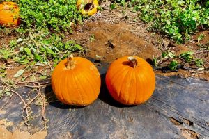 ハロウィーン？かぼちゃ狩りに行こう in ハワイ