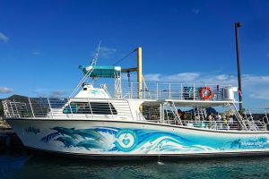 ドルフィン＆ユー野生のイルカと泳ぐツアーのボートが新しくなりました！カスタムメイドの最新型を導入！