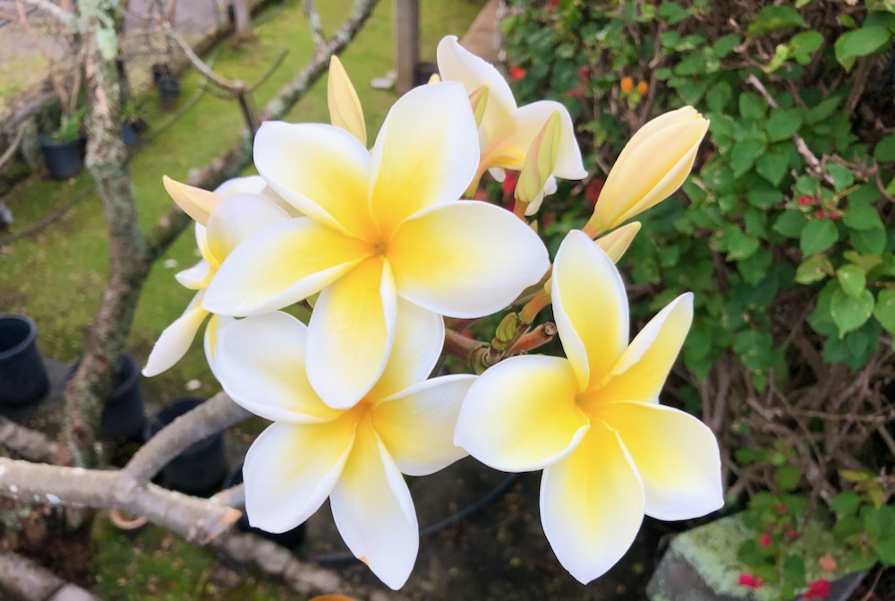 You are currently viewing 2020年ハワイ州はアメリカ50州の中で幸福度ナンバー1の州