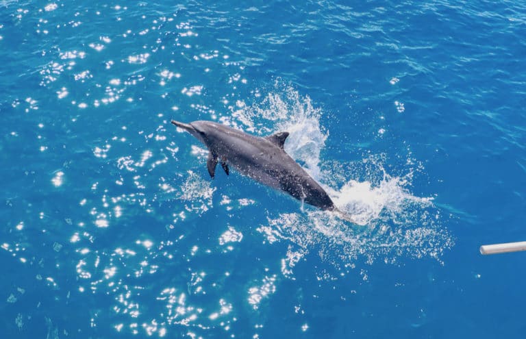 野生のイルカと泳ぐ