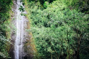 マノアの滝ハイキングツアーが新しくなって再オープンしました！