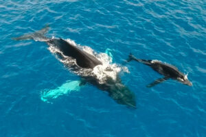 イルカとクジラの関係