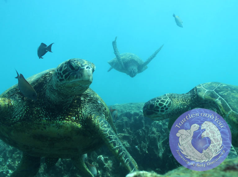 Wild Turtle at Turtle Canyon by Turtle and You Tour