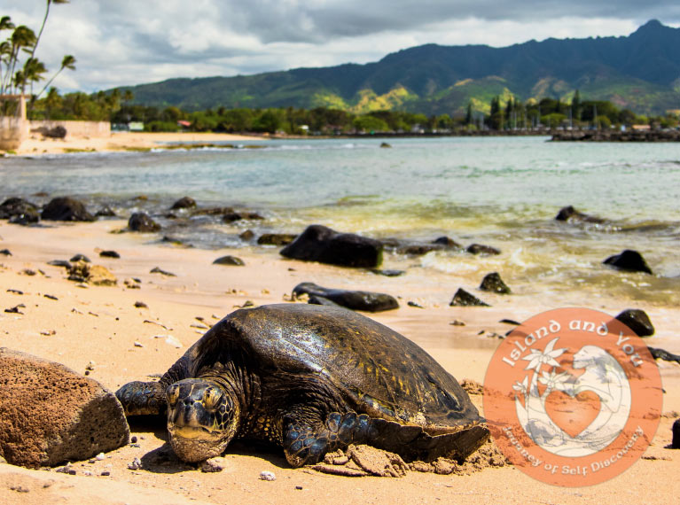 Turtle on the beach during the tour