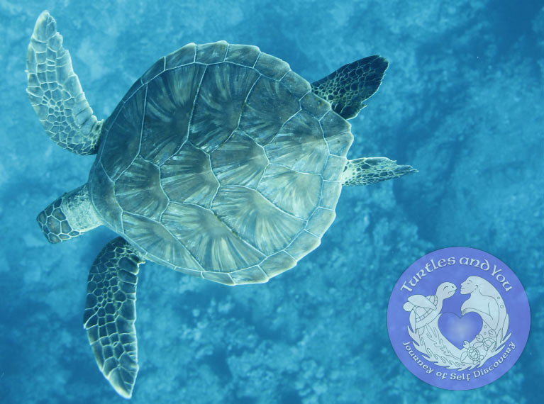 Wild Turtle at Turtle Canyon