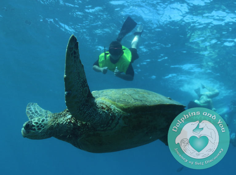 Waianae-wild-green sea turtle