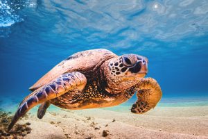 How to Tell If a Sea Turtle Is Male or Female ー Waikiki Turtle Snorkel Guide