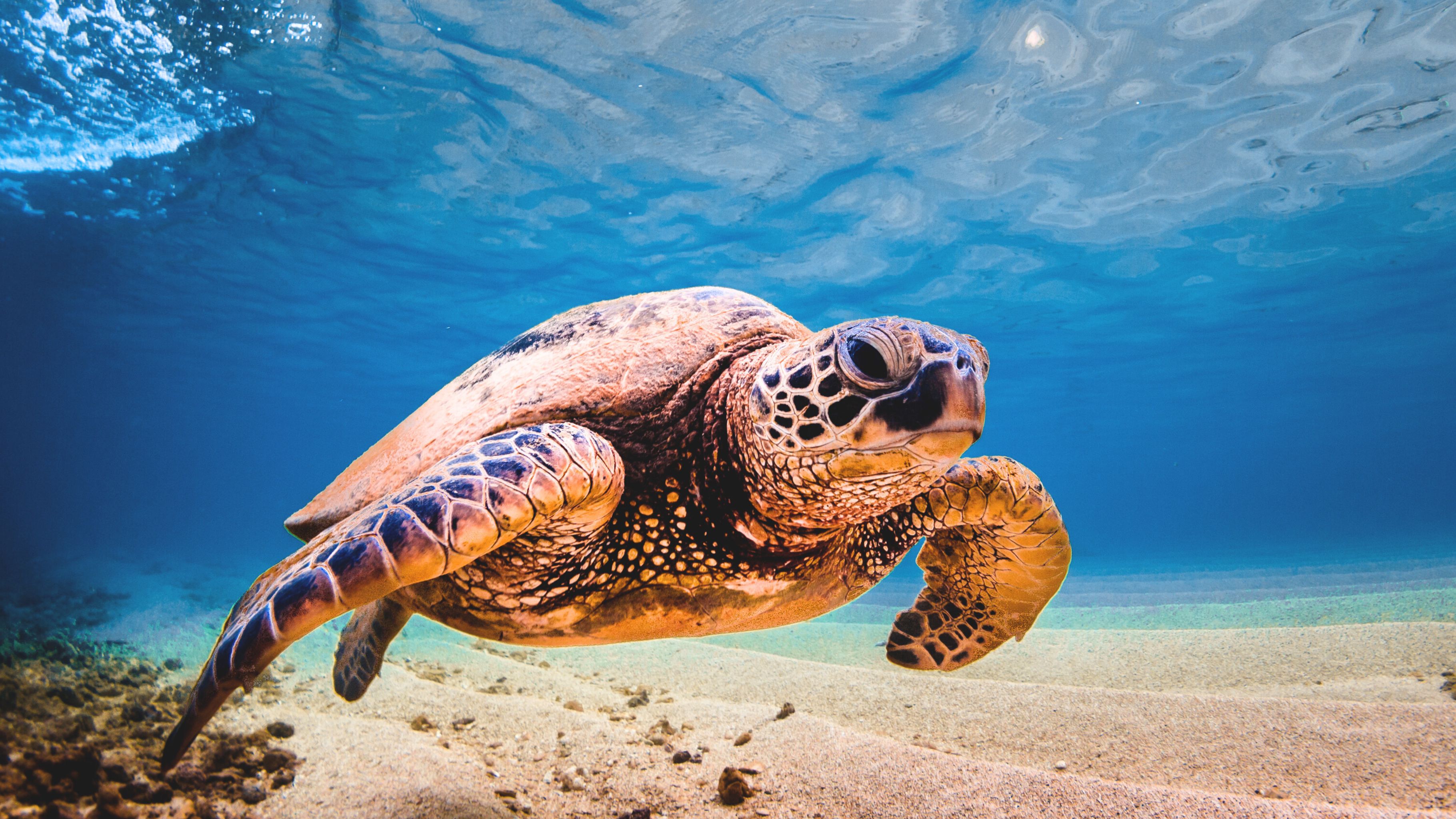 You are currently viewing How to Tell If a Sea Turtle Is Male or Female ー Waikiki Turtle Snorkel Guide