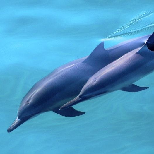 ドルフィン＆ユー