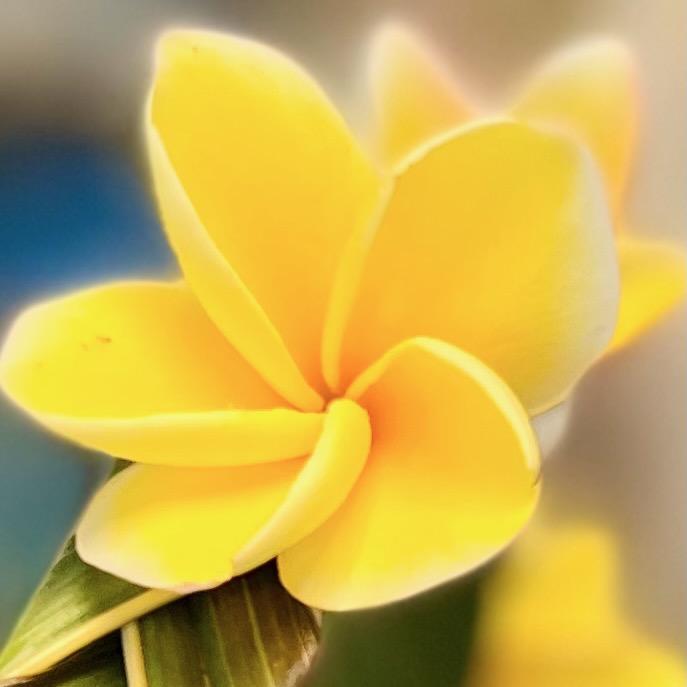 アイランド＆ユー