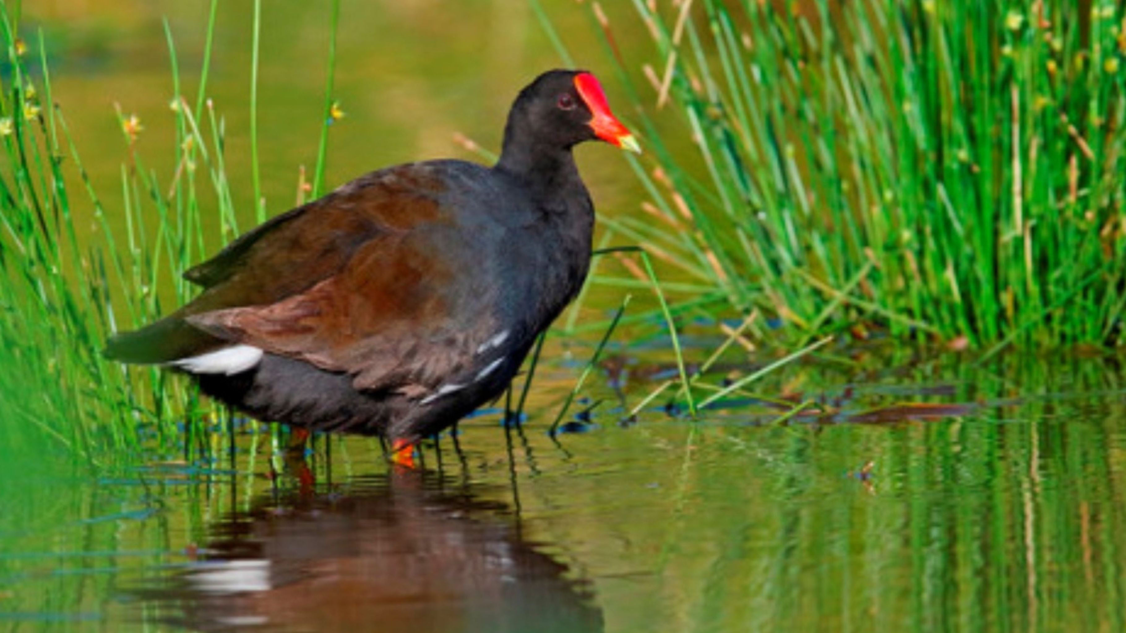 You are currently viewing Top 10 Rare Birds in Hawaii including Alae Ula – Hawaii Guide