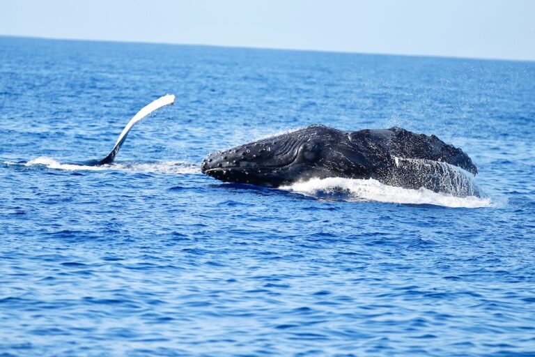 ホエールウオッチング