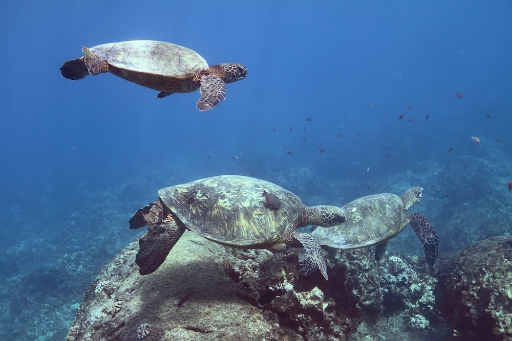 You are currently viewing Hawaiian Sea Turtle Reproduction: Fascinating Facts About Honu🐢