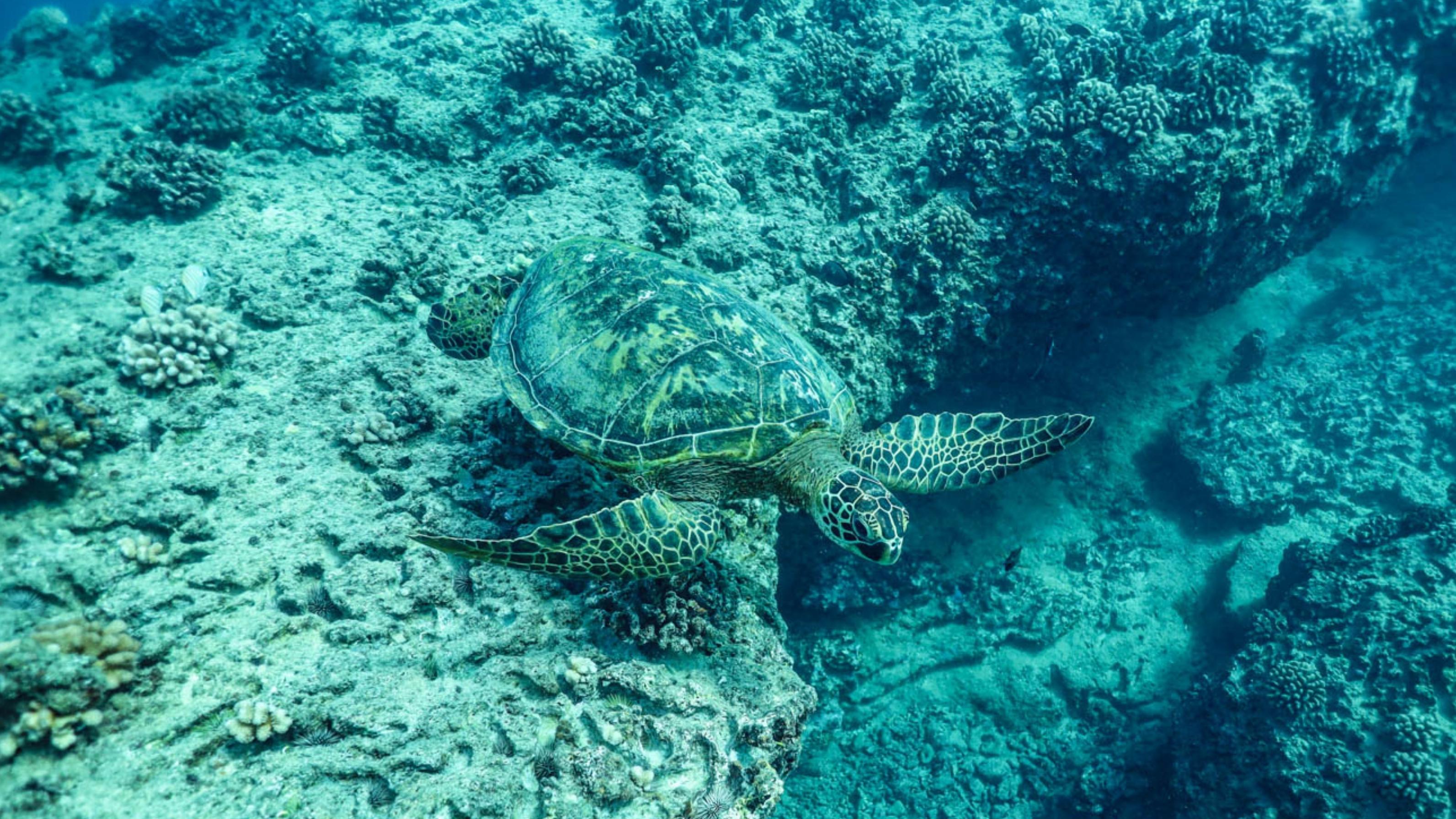 You are currently viewing Do Turtles Like Humans? Understanding Turtle Behavior