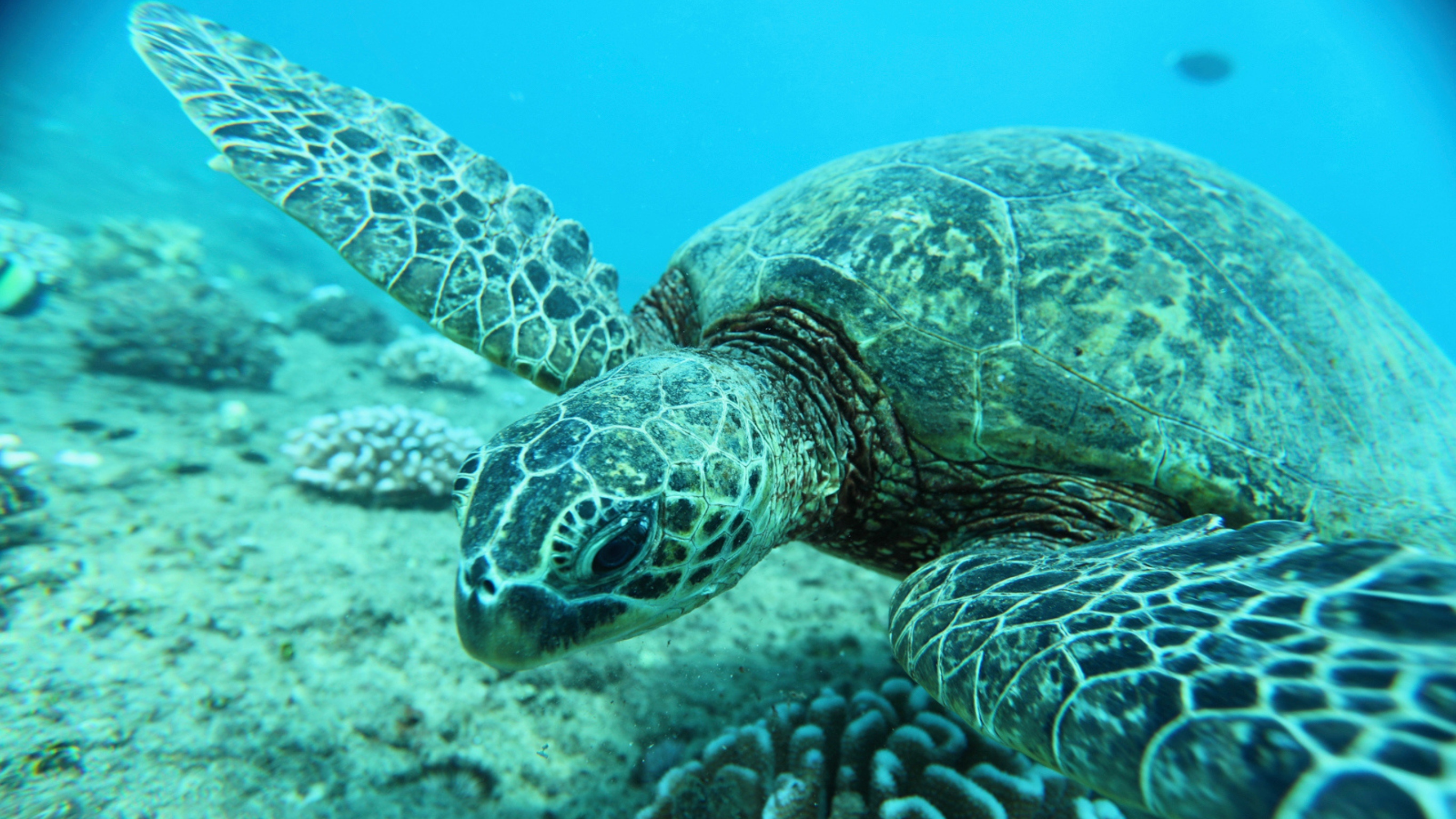 You are currently viewing Do Hawaiian Sea Turtles Recognize Human Voices? The Truth About Honu Communication!