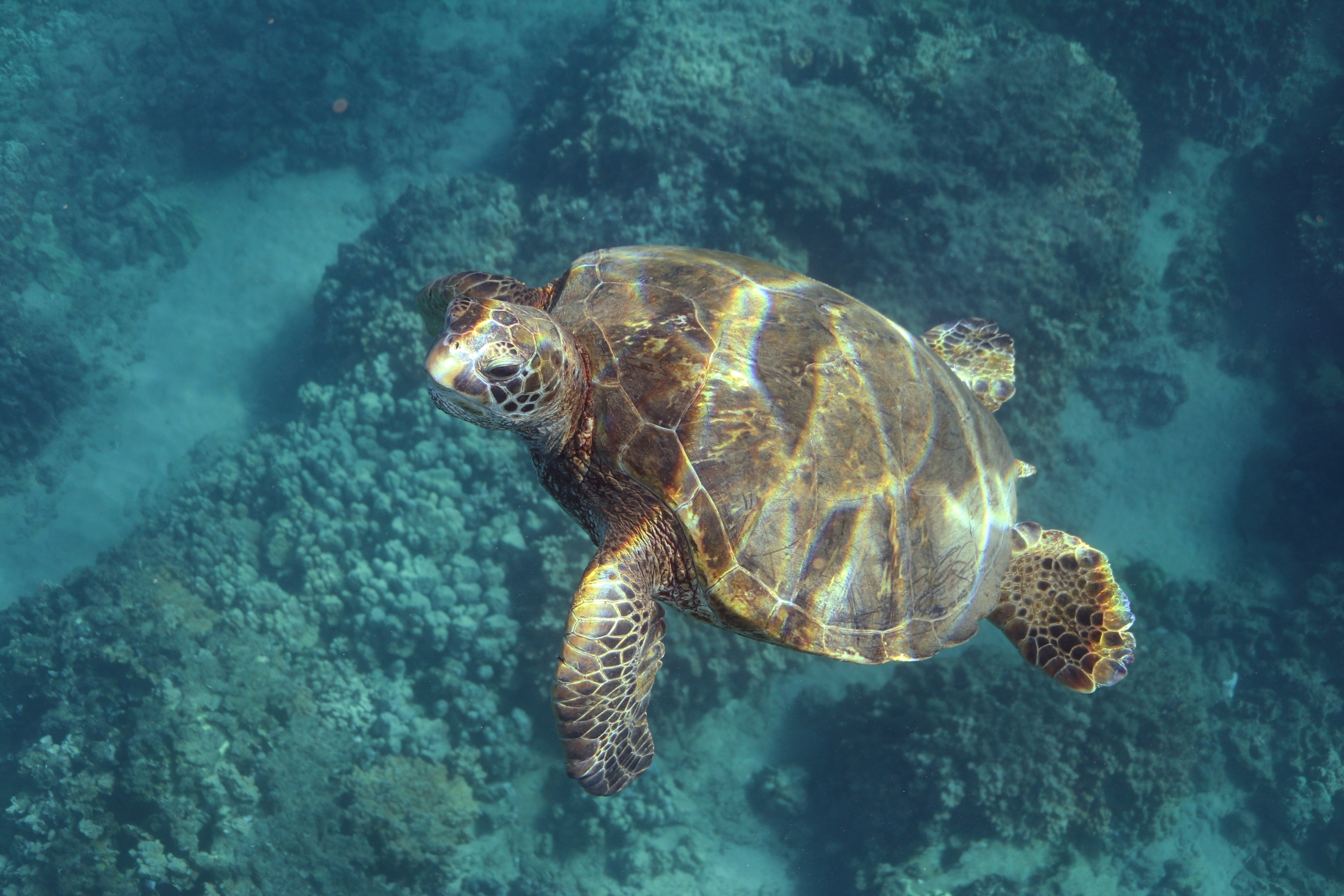 You are currently viewing Oahu Turtle Snorkeling: Everything You Need to Know