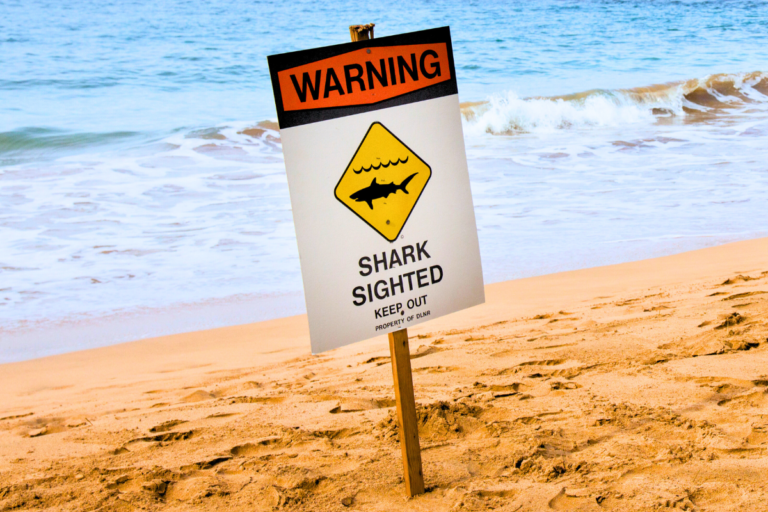 Shark Warning Hawaii