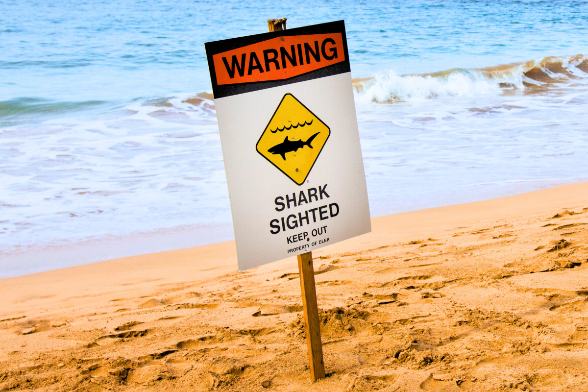 You are currently viewing Shark Safety in Hawaii: Should You Be Worried?