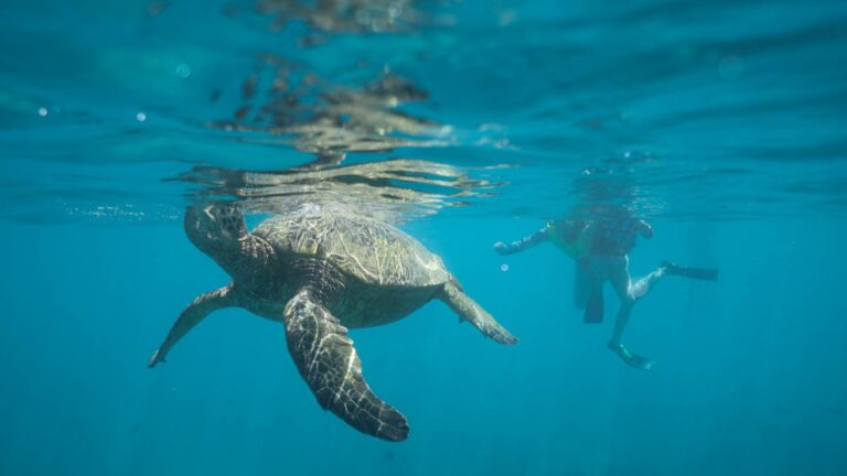 Waikiki Turtle Snorkeling