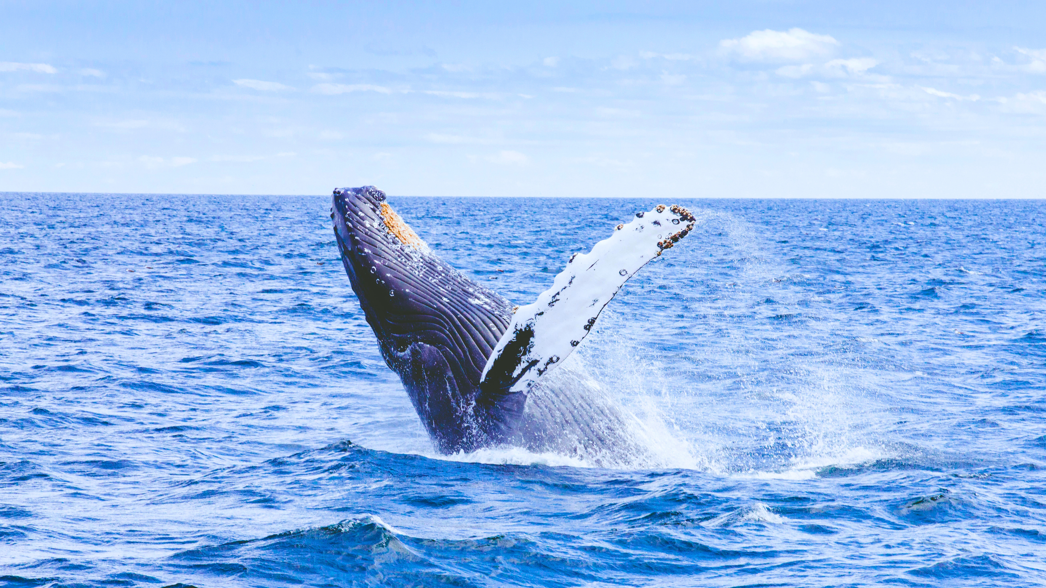 You are currently viewing Best Whale Watching Spots on Oahu 🐳 Hawaii Winter Guide