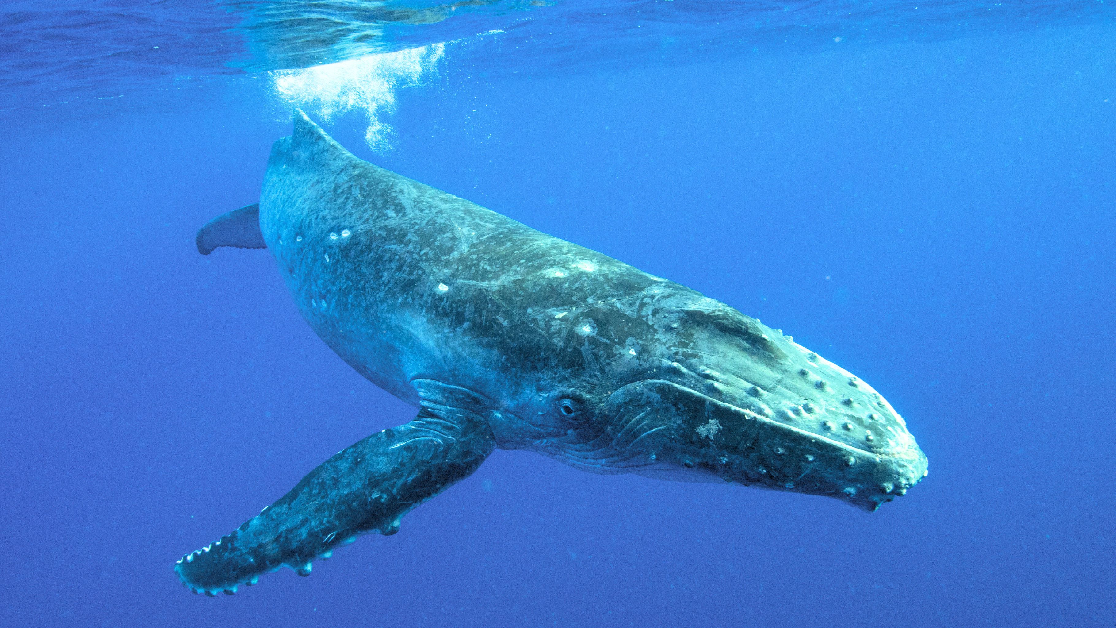 You are currently viewing ハワイ オアフ島発！ザトウクジラの神秘的な歌が聞けるホエールウォッチングツアー