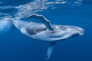 Experience the Magic of Whale Song in Hawaii: Join Our Whale-Watching Tour on Oahu