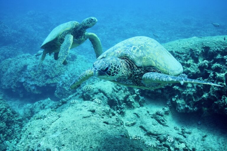 ハワイのウミガメ