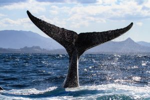 When Is the Best Time to See Whales in Oahu? (2025 Guide)