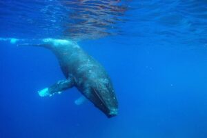 星座を見ながら海を渡る｜アラスカからハワイへ、母と子クジラの長い旅