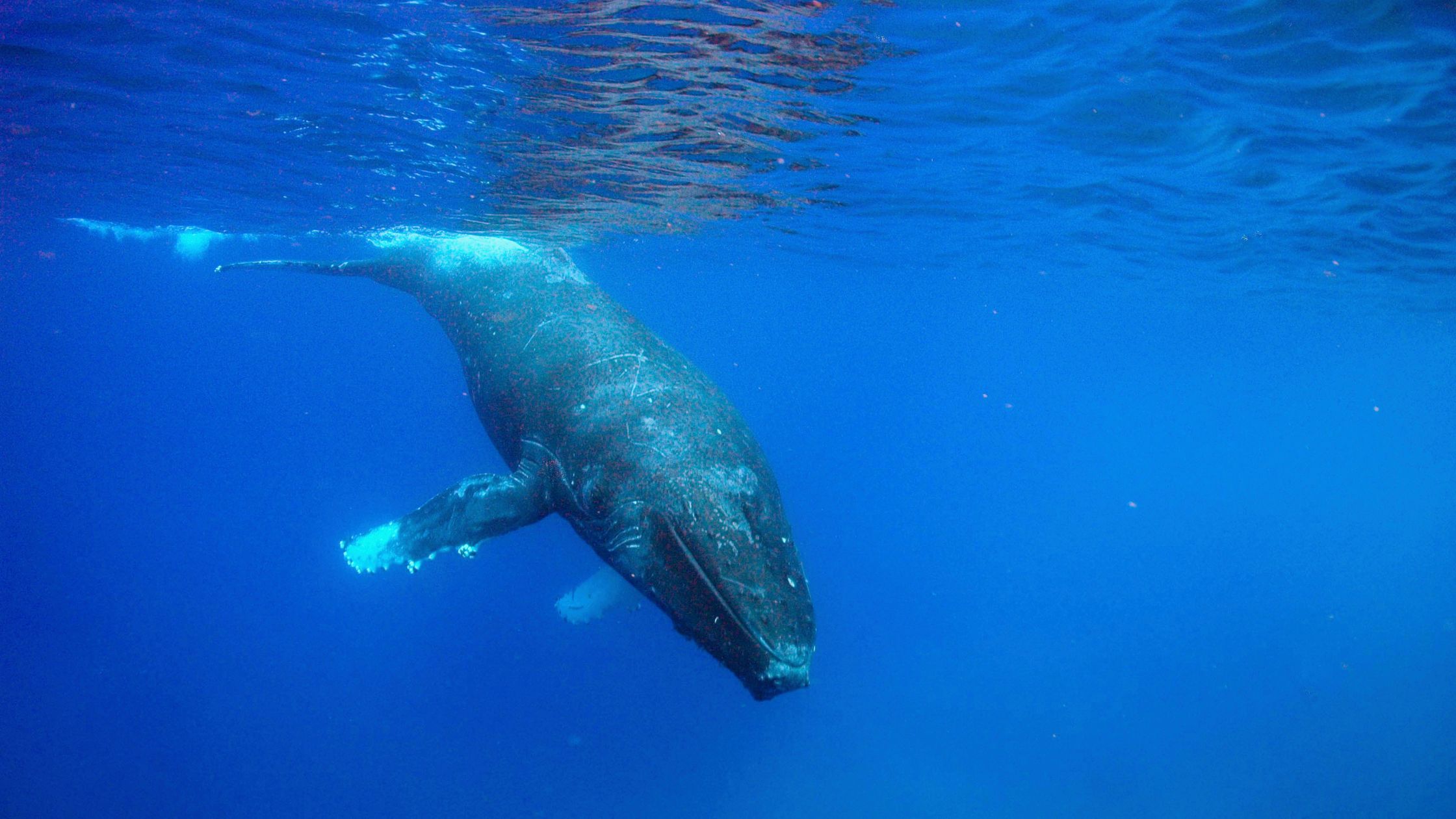 You are currently viewing 星座を見ながら海を渡る｜アラスカからハワイへ、母と子クジラの長い旅