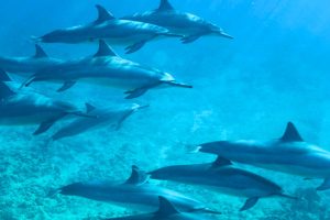 What Kind of Dolphins Are in Hawaii? How to See Them in the Wild?