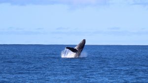 Whale Watching Oahu Review