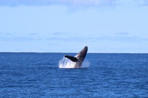 Guest Review: Magical Oahu Whale Watching – Waikiki Whale Watching Tour Review!