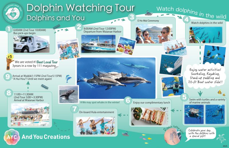 dolphin watching tour front