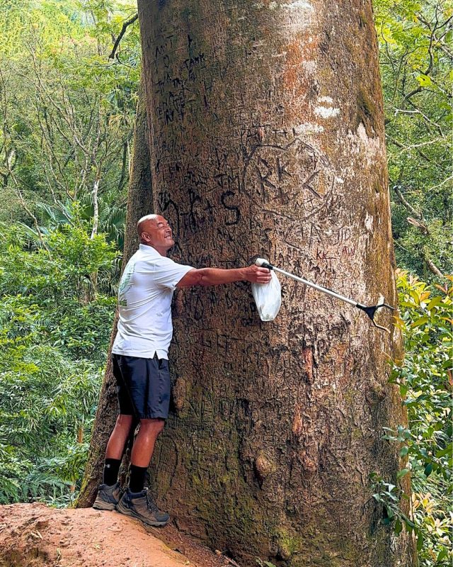 Manoa fall - Banyan Tree