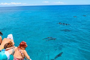 Marine Life of Hawaii: Beginner’s Snorkeling Guide