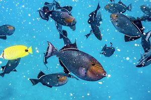 How Climate Change is Impacting Oahu’s Ocean Tours